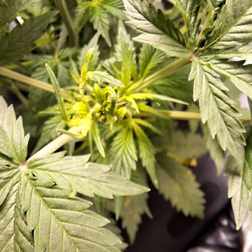 Nahaufnahme der Spitze einer jungen Cannabispflanze im Wuchsstadium mit hellgrünen, sich entwickelnden Blättern und Stängeln.