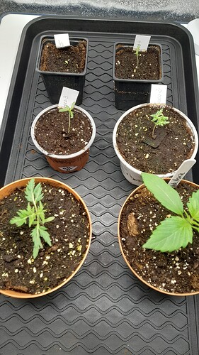 Growreport Bild 5