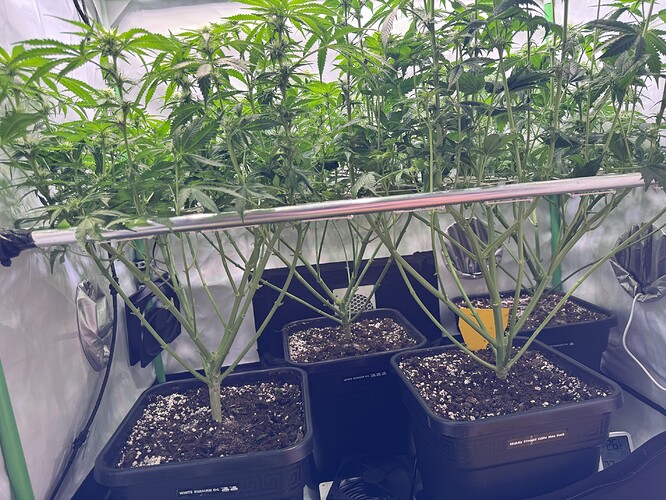 Growreport Bild 36