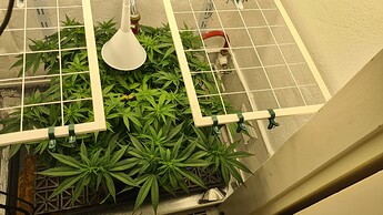 Growreport Bild 42
