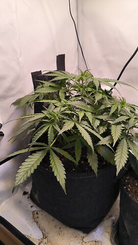 Growreport Bild 30