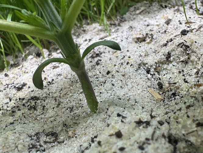 Growreport Bild 17
