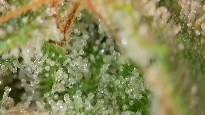 Growreport Bild 45