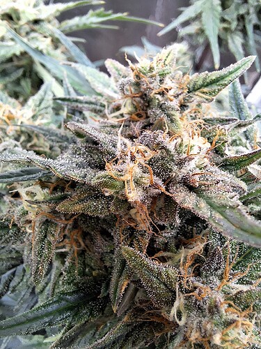 Growreport Bild 22