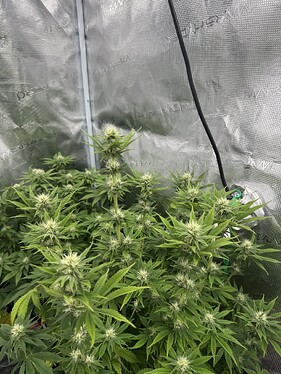 Growreport Bild 4