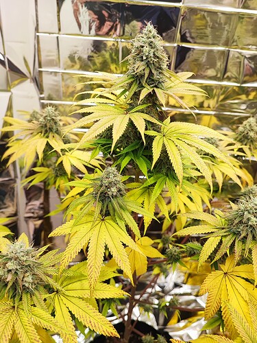 Growreport Bild 2