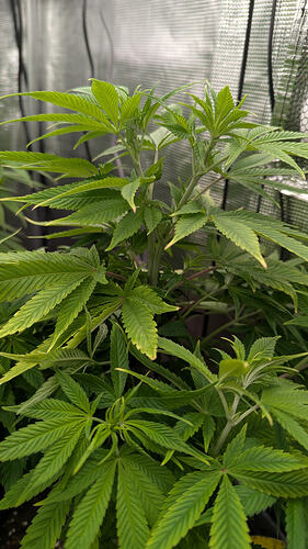 Growreport Bild 2
