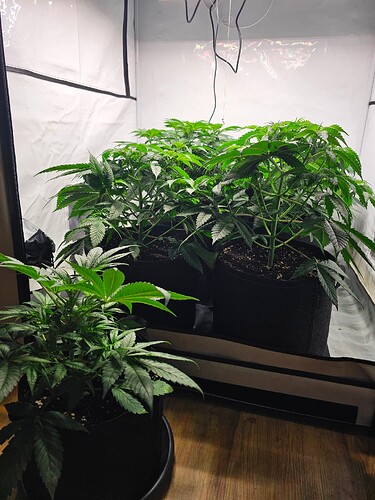 Growreport Bild 2