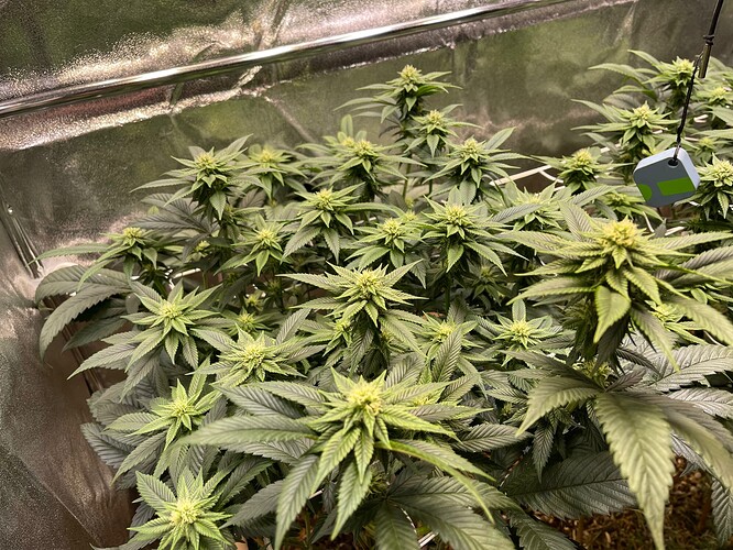 Growreport Bild 4