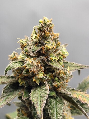 Growreport Bild 3