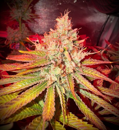 Growreport Bild 5