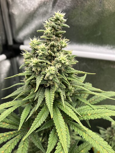 Growreport Bild 18