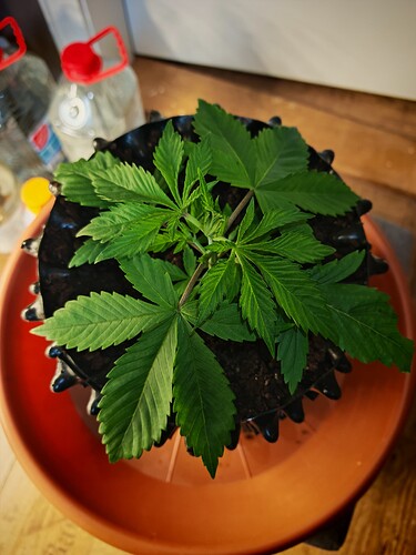 Growreport Bild 2