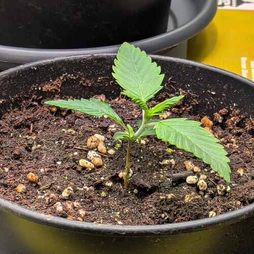 Growreport Bild 16