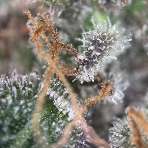 Growreport Bild 10