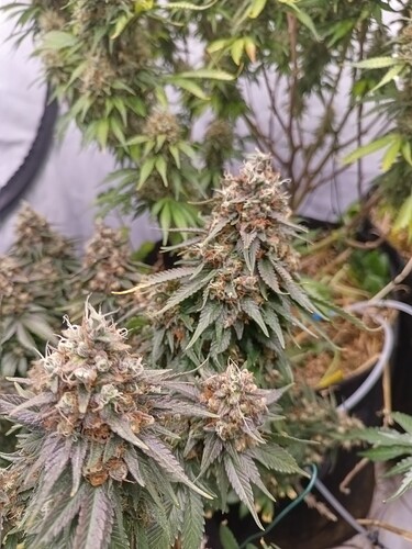 Growreport Bild 11