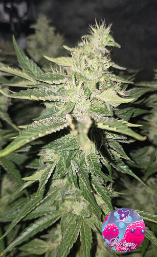 Growreport Bild 51