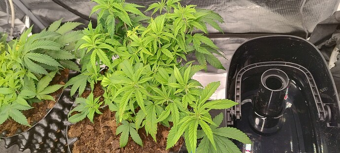 IMG_20251018_094615355_HDR