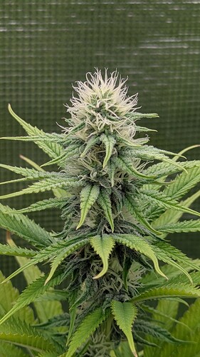 Growreport Bild 5