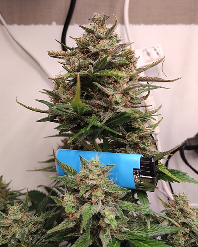 Growreport Bild 35