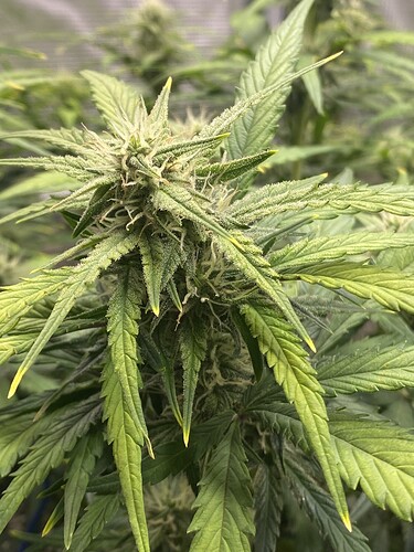 Growreport Bild 27