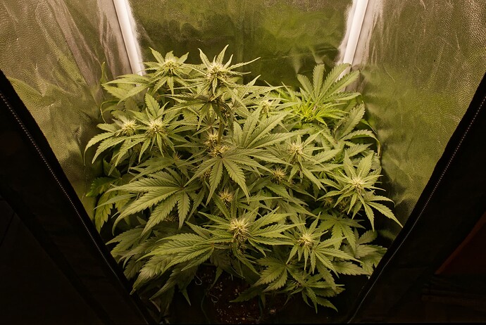 Growreport Bild 1