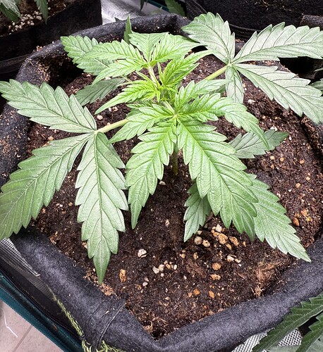 Growreport Bild 5