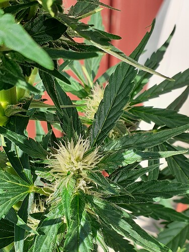 Growreport Bild 74