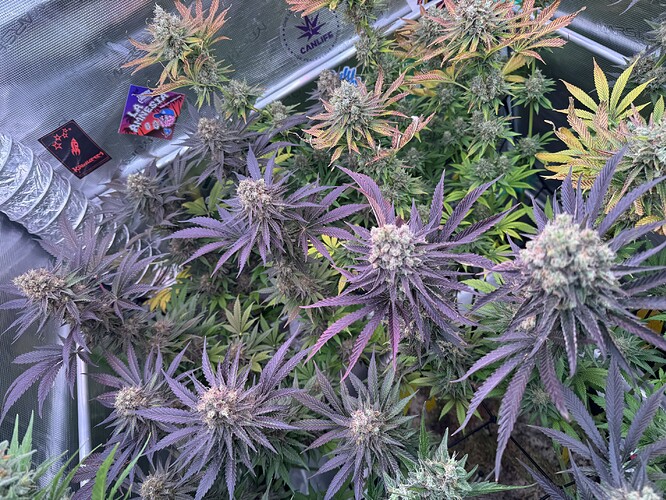 Growreport Bild 9