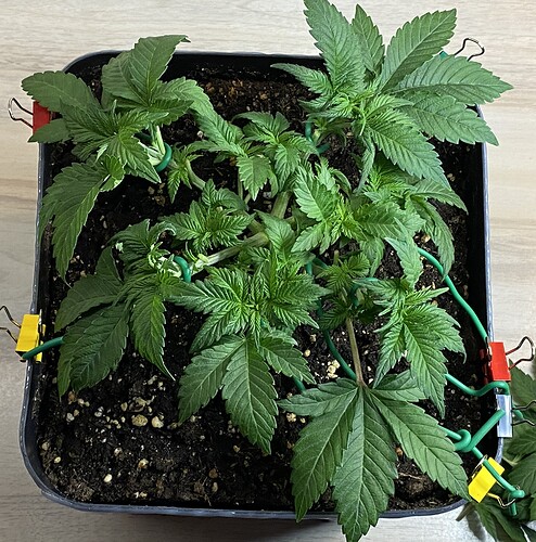 Growreport Bild 51