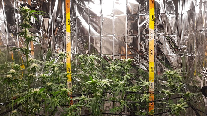 Growreport Bild 2