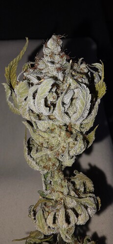 Growreport Bild 36