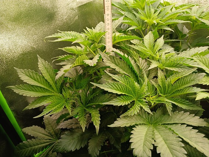 Growreport Bild 14
