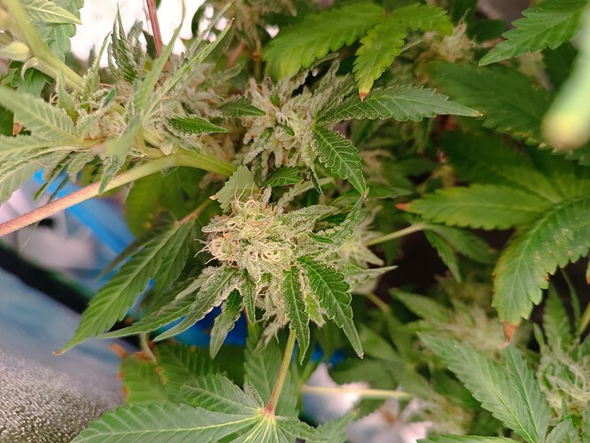 Growreport Bild 2