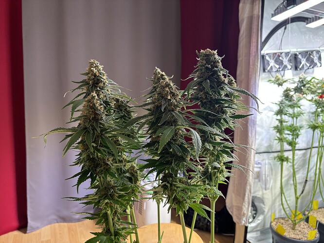 Growreport Bild 65