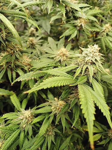 Growreport Bild 85