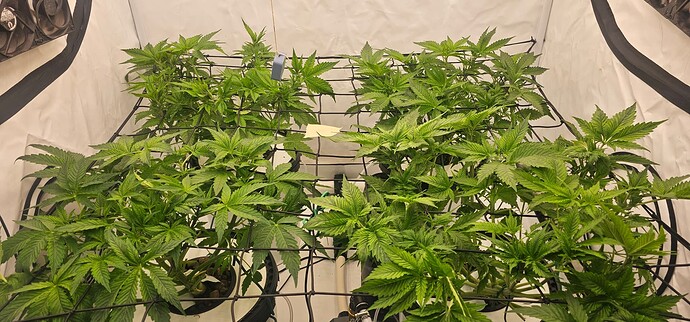 Growreport Bild 5