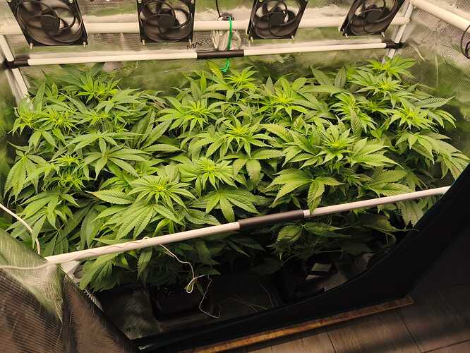 Growreport Bild 1