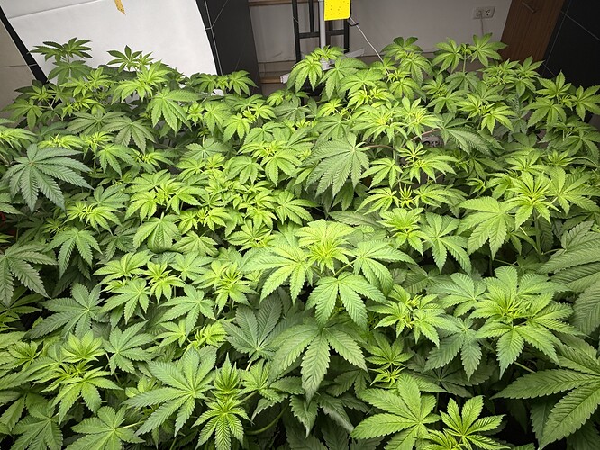 Growreport Bild 1