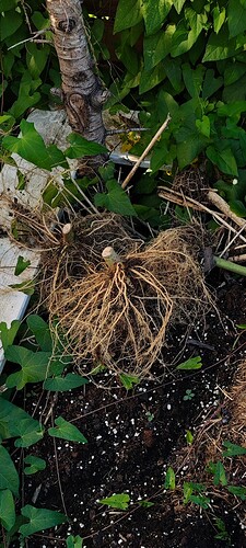 Growreport Bild 35