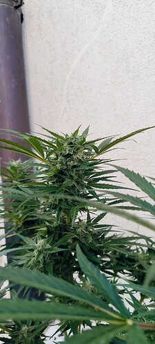 Growreport Bild 4