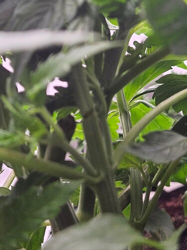 Growreport Bild 4
