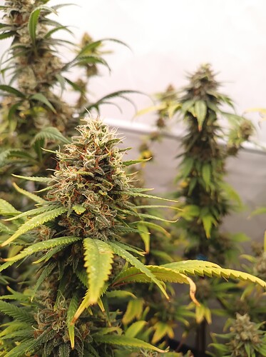 Growreport Bild 16