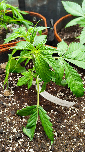 Growreport Bild 3