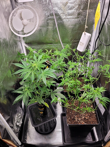 Growreport Bild 2
