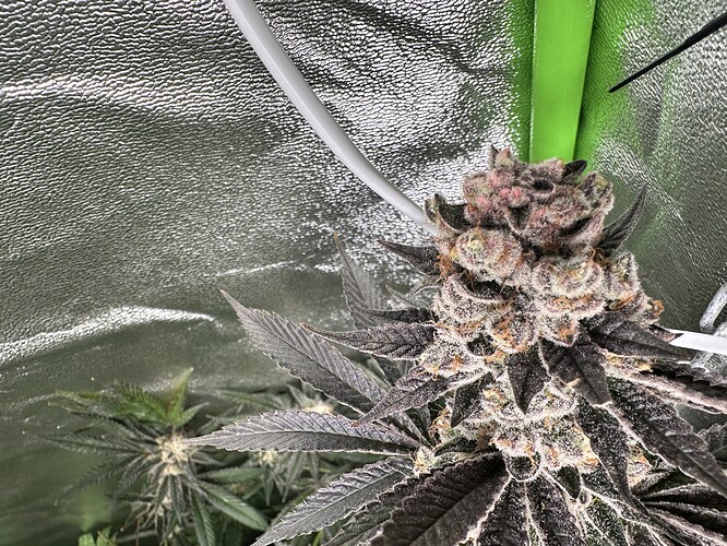 Growreport Bild 28