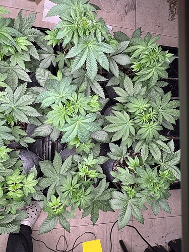 Growreport Bild 10