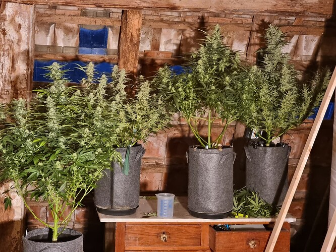 Growreport Bild 2