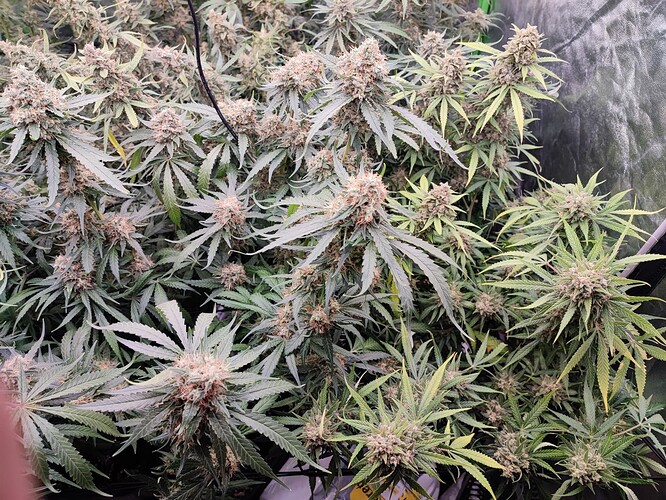 Growreport Bild 32