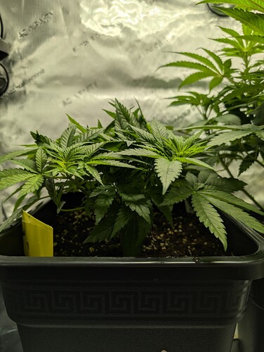 Growreport Bild 4